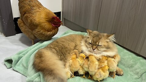 The hen suspects the kitten has stolen the chicks the cat returned the chick to the ...