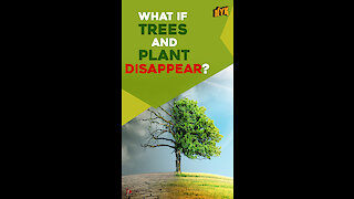 What if all trees and plants in the world disappear?