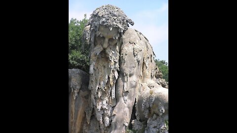 Petrified Giants-Animals-Plants...That which is hidden...