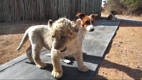 New Born Cute White Lion Cub & Dog Best Friends