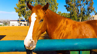 Horses for children