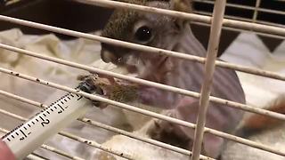 Newborn squirrel rescued from certain death