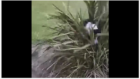 Border Collie takes out frustration on innocent bush