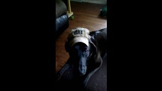 Dog Wears a CAT Hat!