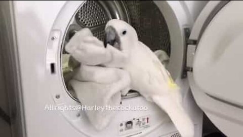 Catatua ajuda a tratar da roupa lavada