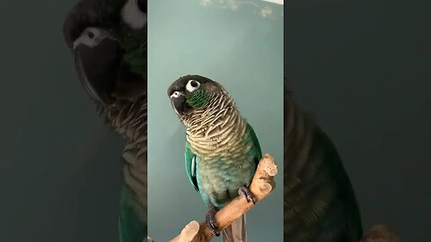 Blue Green Cheek Conure l #shorts l #greencheekconure l @BikisAviary