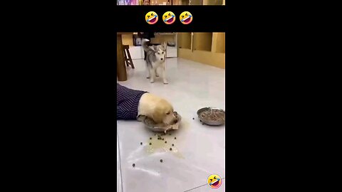 Husku and labrador eating food funny video 😅