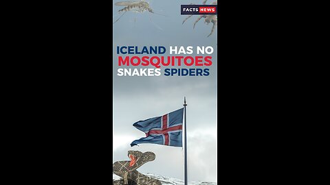 Iceland has no mosquitoes snakes or dangerous spiders #factsnews #shorts