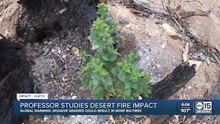 Arizona professor studies fire impact