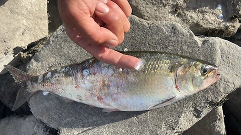 Last Person To Catch A SHAD EATS A Shad Scale! (LIVE Shad Fishing)