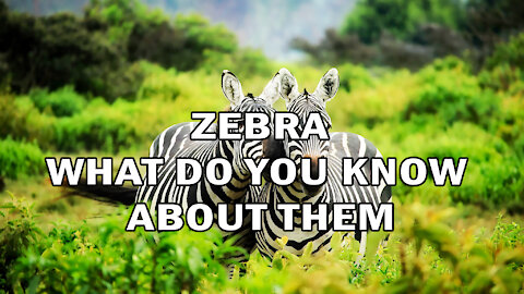 ZEBRA | WHAT DO YOU KNOW ABOUT THEM?
