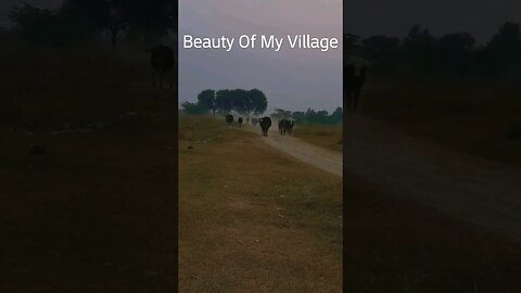Beauty Of My Village ❤❤ |Nature ❤ #shorts