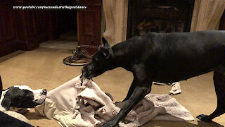 Cat Watches Great Danes Have Before Bedtime Blanket Fun