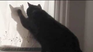 Gato ataca cortina com a sombra da irmã!