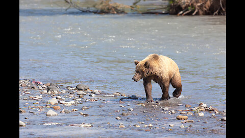 Black bear crossing the river