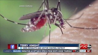 New more aggressive breed of mosquito bites Kern County