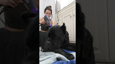 Cute Dog Addicted To Blow Dryer #short #dog #cutedog