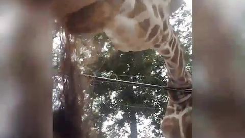 Giraffe Bites Woman’s Hair