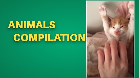 Cute Cat | Cute Pets Funny Animals Compilation