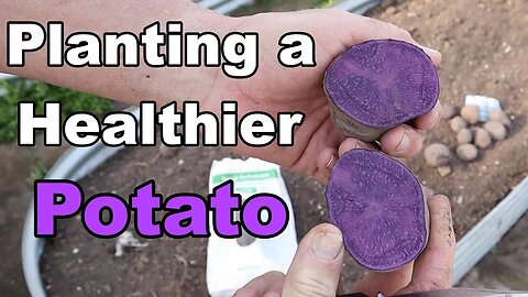 Planting a healthier variety of potatoes this year
