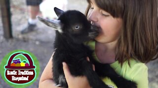 Baby Goats Playing in their pen for the FIRST time!!!