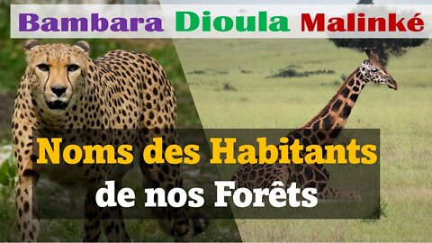 Découvrez les animaux sauvages en Dioula - Bambara - Malinké | Video de relaxation | Zanga School