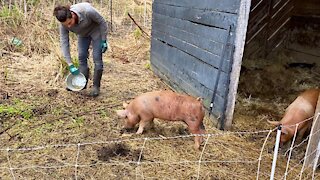 Introducing The Piglets To Pasture