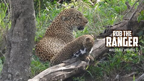 Playful Leopard Cub | Maasai Mara Safari | Zebra Plains