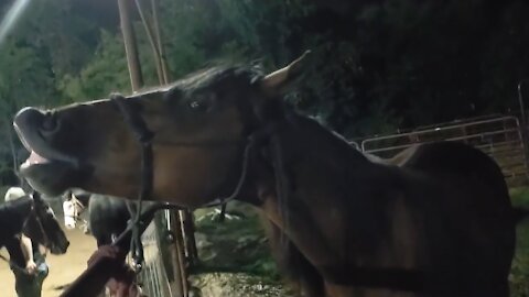 Horse literally smiles when introduced to puppy