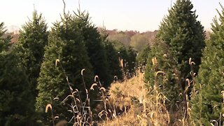 Whispering Pines Tree Farm opens gift shop on Saturday