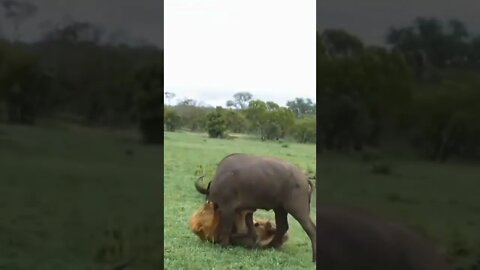 Male Lion Takes Down Buffalo / Wildlife at its best