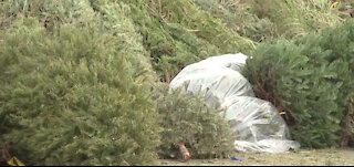 How to recycle your Christmas tree in Las Vegas