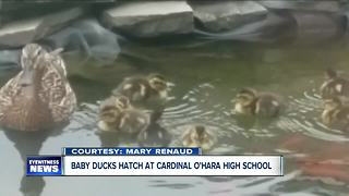 Baby ducks hatch at Cardinal O'Hara HS