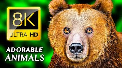 ADORABLE ANIMALS 8K ULTRA HD