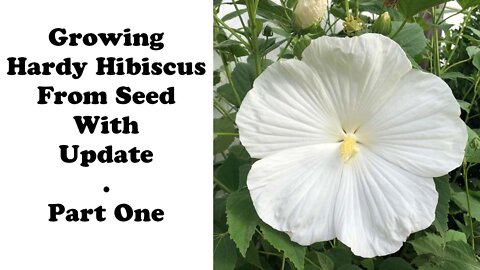 Growing White Dinnerplate Hibiscus From Seed With Updates Part-1