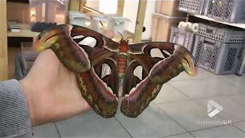 The Biggest Moth In The World Will Charm You With Its Beauty
