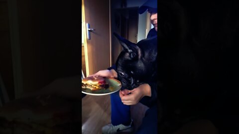 French Bulldog Blacky 💕 love Cheeseburger 🍔