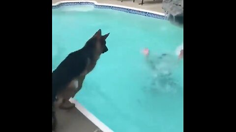 Dog drilling saving someone that is drowning