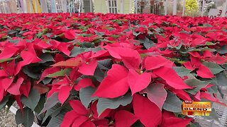 A Poinsettia Party to Get into the Holiday Spirit!