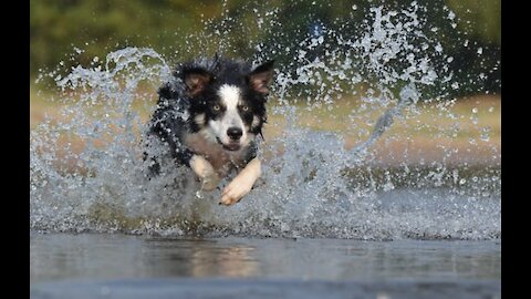 The Fastest Dog on Earth!!_Pink THE Border Collie