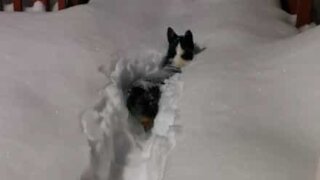 Doido para sair de casa, cachorro acaba afundando na neve!