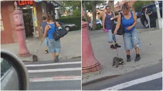 Woman is filmed walking a raccoon in NYC