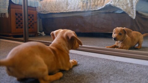 Crazy dog ​​trying to fight his double in the mirror