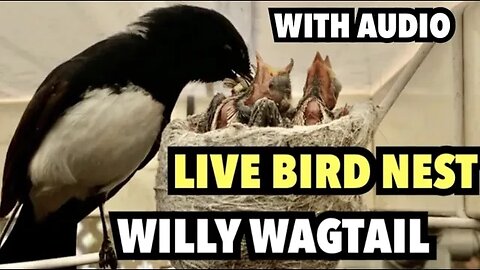 LIVE BIRD NEST | Willy Wagtail Australia 🇦🇺 Wednesday 4th Oct 23