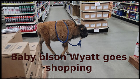 Baby bison Wyatt goes shopping