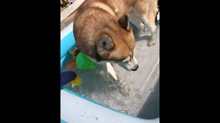 Husky won’t leave kids pool