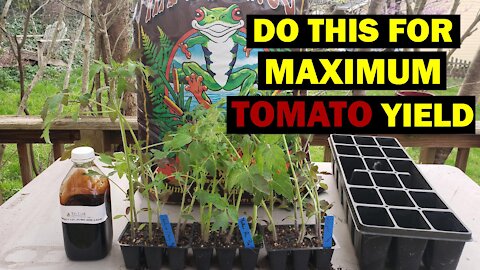 Remember to Do This Mid-Spring Step for Maximum Summer Tomato Yields!