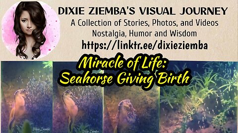 Miracle of Life: Seahorse Giving Birth