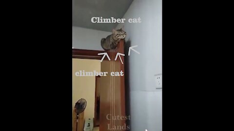 Sloth cat sleeps over the door