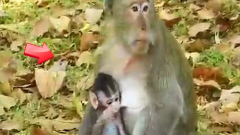 the parent monkey doesn't leave the baby monkey